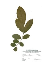 藏品(羅氏鹽膚木)的圖片